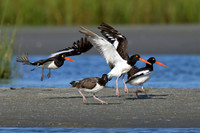 AmericanOysterCatcher