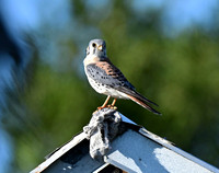 AmericanKestrel07650