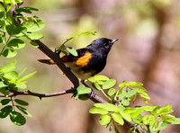 americanredstart_52283682354_o