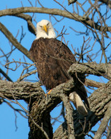 BaldEagle0014