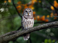 BarredOwl01772