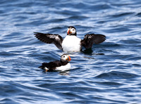 atlanticpuffins02_52283879160_o