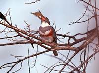 BeltedKingfisher01796