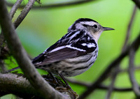 BlackandWhiteWarbler11195