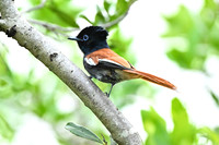 African Paradise-flycatcher-0043