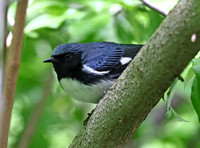 BlackThroatedBlueWarbler01848