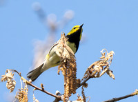 BlackThroatedGreen4