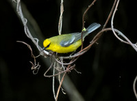 BluewingedWarbler