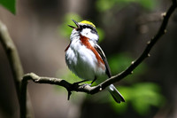 BluewingedWarbler11394