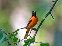 BaltimoreOriole5