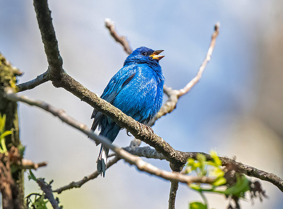 IndigoBunting4