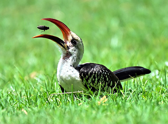 Northern Red-billed Hornbill0802