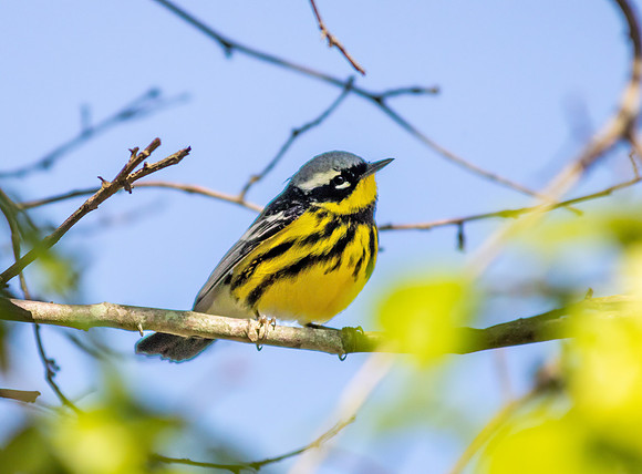 magnoliawarbler-2_52282411802_o