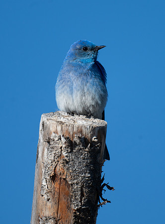 MountainBluebird00323