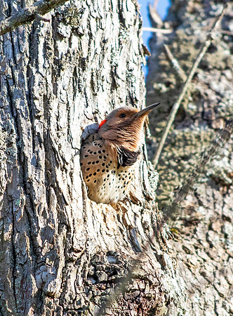 NorthernFlicker01908