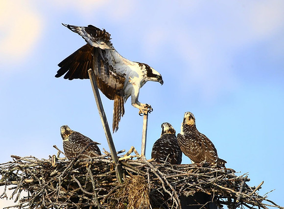 Osprey11135
