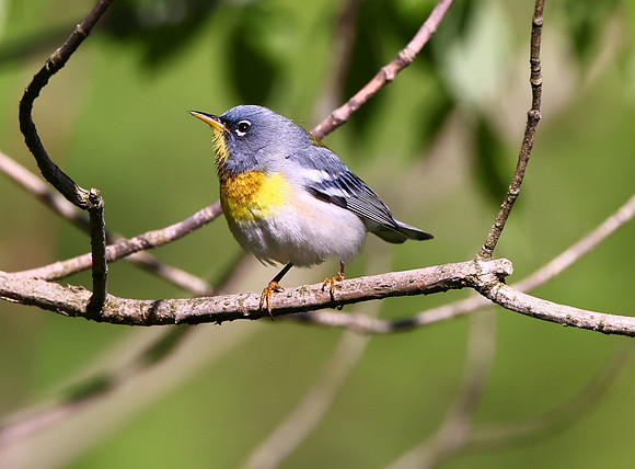 NorthernParula01981