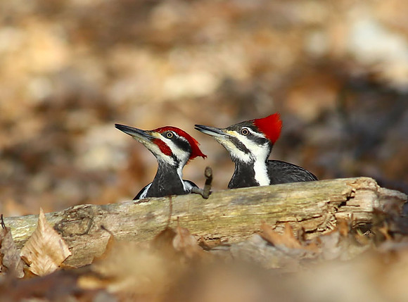 PileatedWoodpecker01152