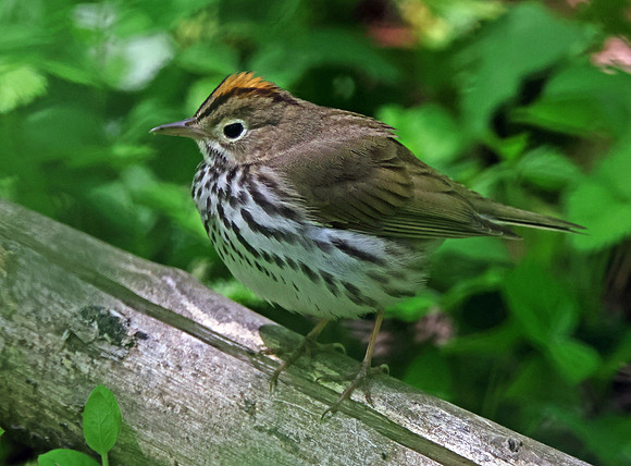 ovenbird_52283423483_o