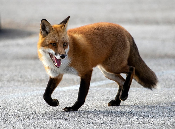 RedFox01905