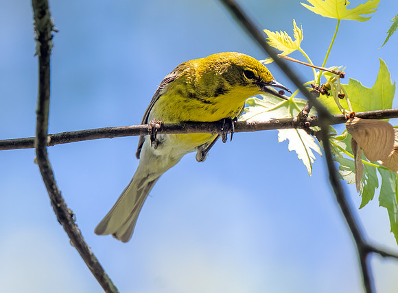 PineWarbler2 (2)