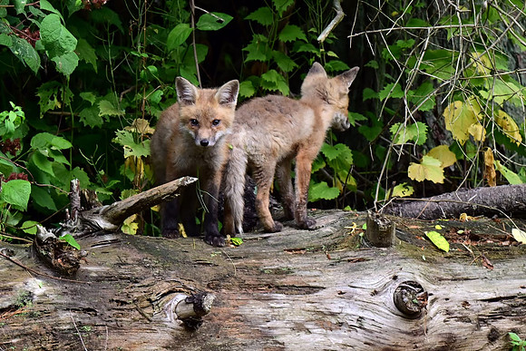 RedFox02000