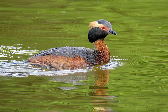 RedneckedGrebe