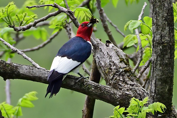 RedHeadedWoodpecker07601
