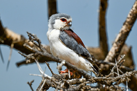 Pygmy Falcon-0003