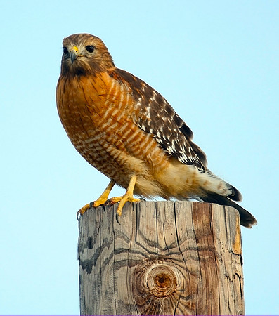 RedshoulderedHawk11450