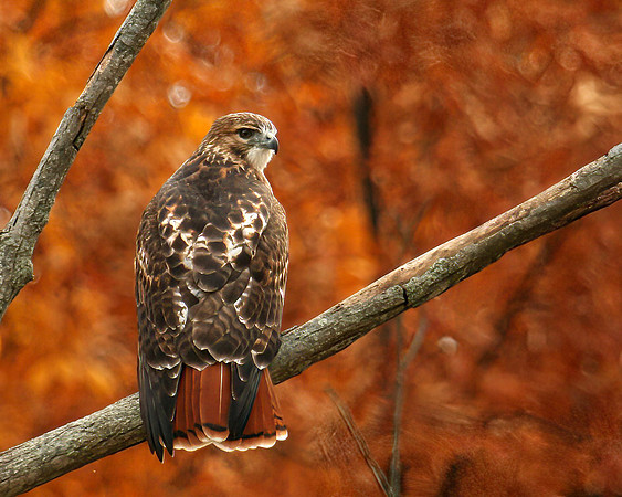RedTailedHawk01884