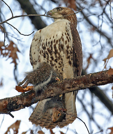 RedtailedHawk11318