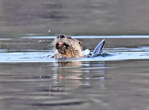 RiverOtter07652
