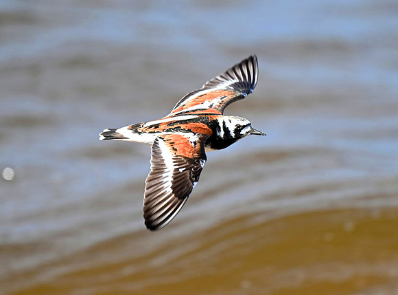 RuddyTurnstone (2)