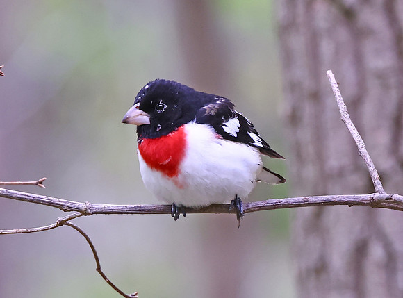 RosebreastedGrosbeak