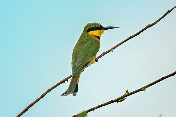 Little Bee-eater-0067