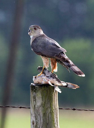 SharpShinHawk