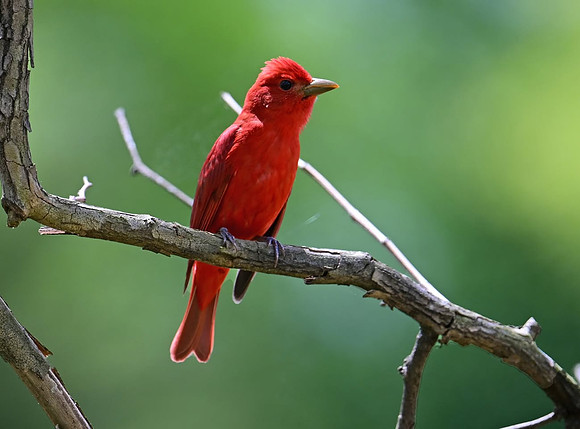 SummerTanager01955
