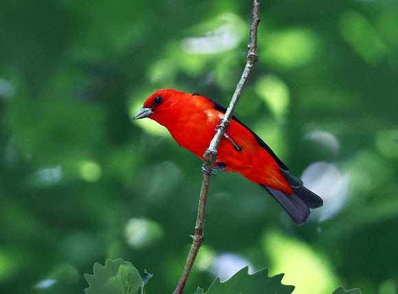 scarletttanager3_51282632814_o