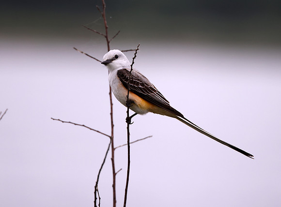 ScissorTailedFlycatcher01171