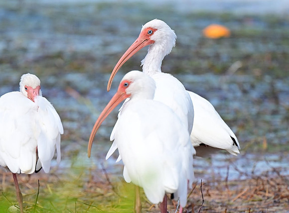 WhiteIbis