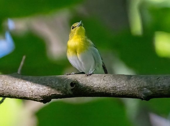 YellowbreastedVireo
