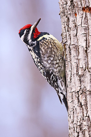 YellowbelliedSapsucker01872