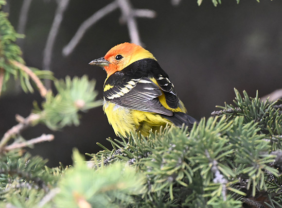 WesternTanager00302