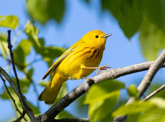 YellowWarblers01776
