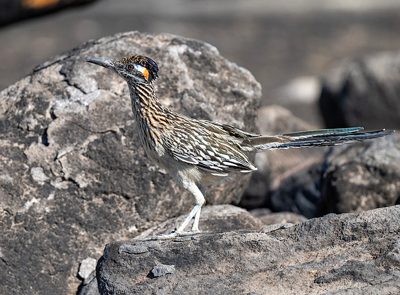 RoadRunner3