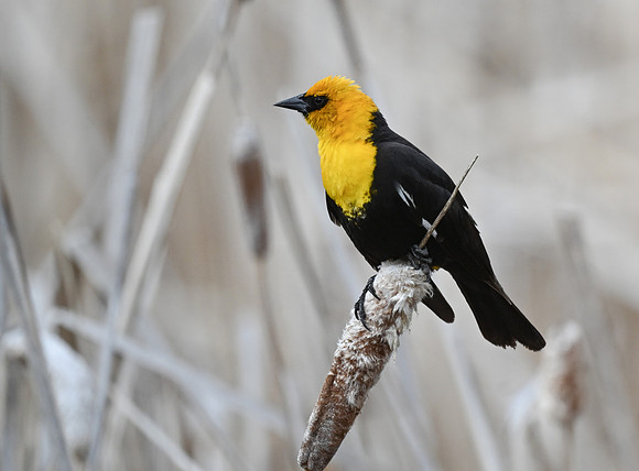 YellowHeadedBlackbird00291