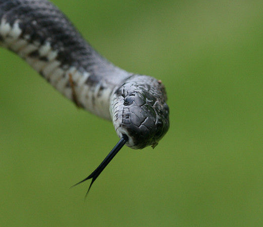 Snakes-4115