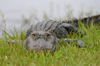 Alligators-5323