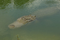 Alligator--6